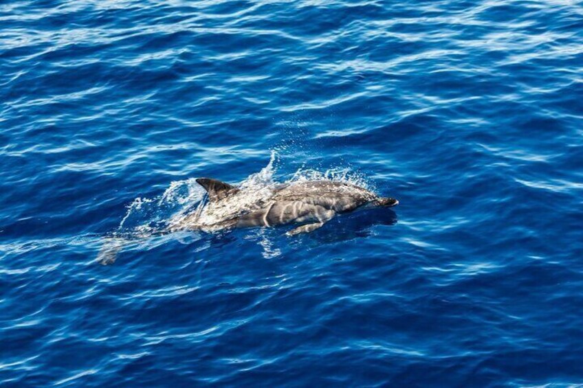 Boat tour with dolphin sighting