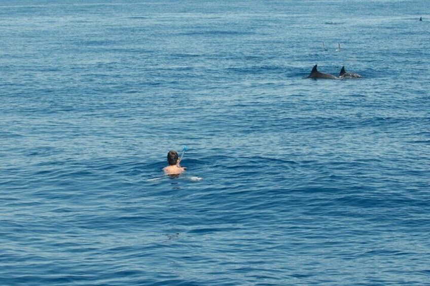 Boat tour with dolphin sighting