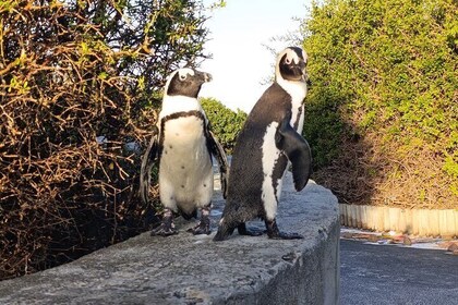 Tour en grupo pequeño por el Cabo de Buena Esperanza y la playa de Boulder