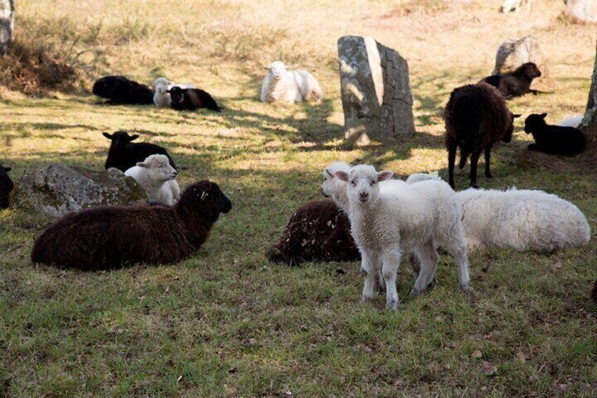 Guided tour of the Megalithic Site of Carnac