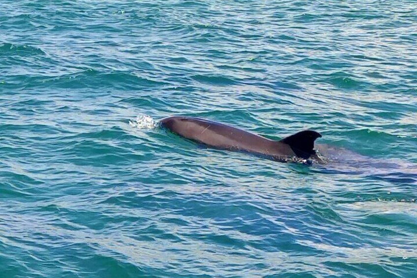 Observation of Dolphins in Setúbal