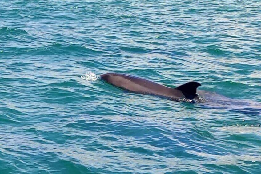 Observation of Dolphins in Setúbal