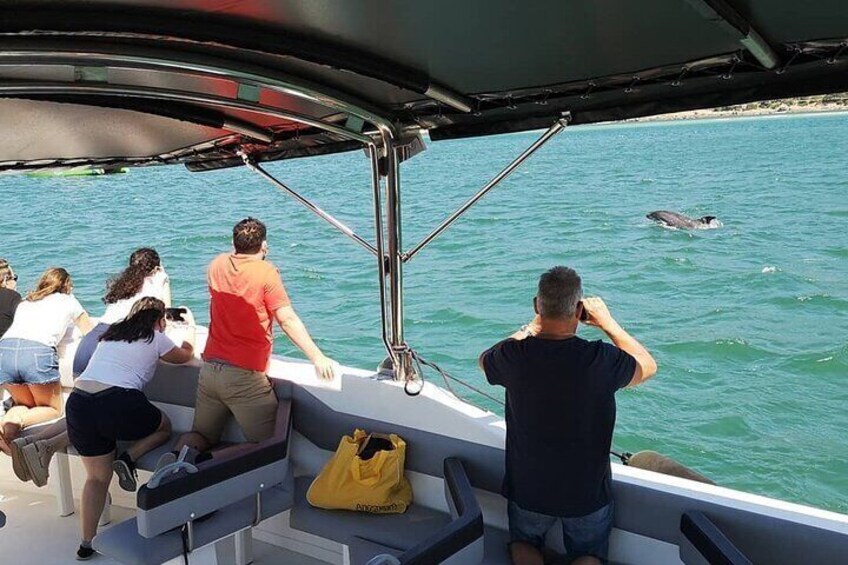 Observation of Dolphins in Setúbal