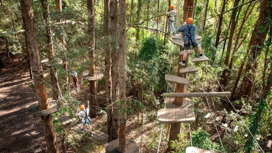Treetops Adventure Newcastle with Tree Ropes Course