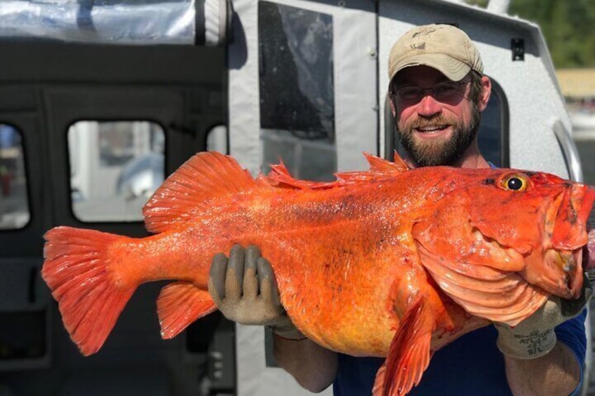 Captain Jack holds an enormous Yelloweye rockfish.