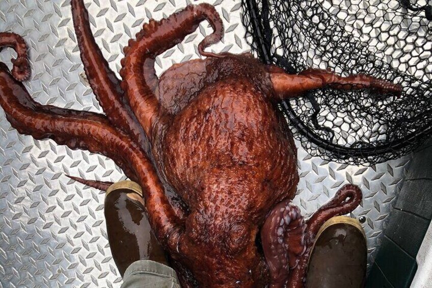 An octopus made a surprise appearance by grabbing one of our hooks. (We released it, unharmed.)