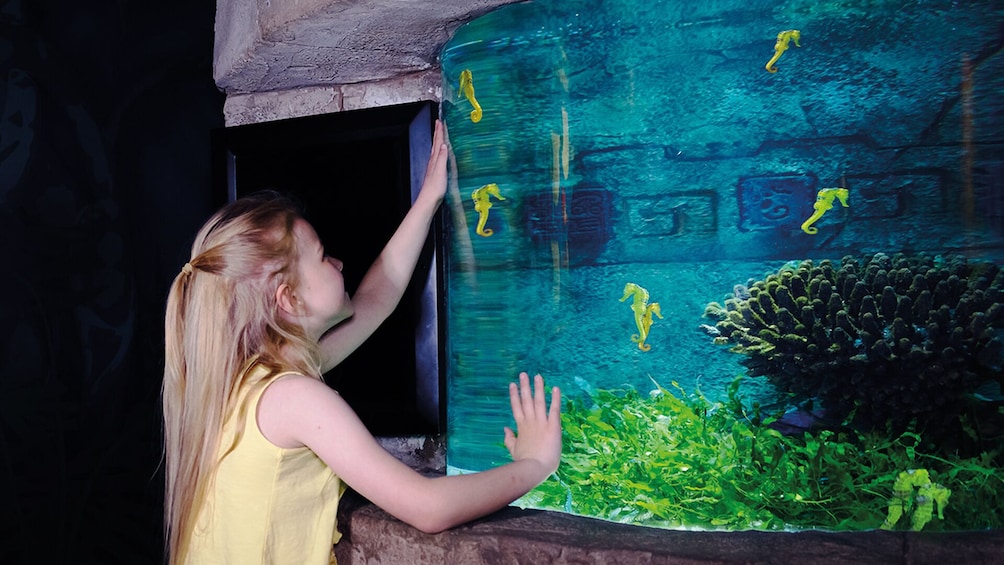 SEA LIFE Benalmádena Admission Ticket