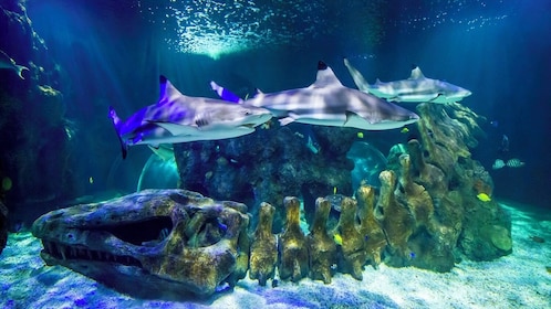 Entrada SEA LIFE Benalmádena