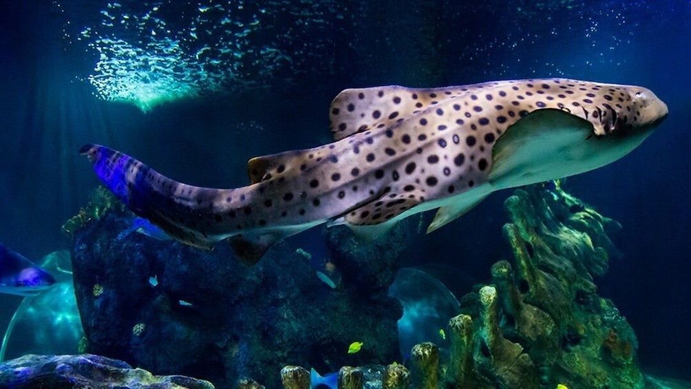SEA LIFE Benalmádena Admission Ticket