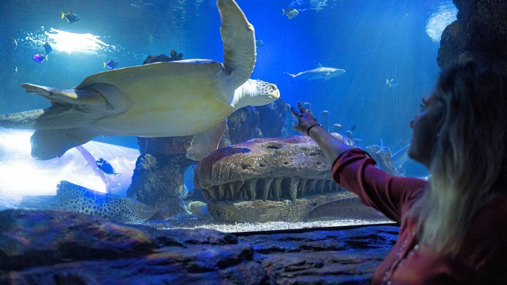 SEA LIFE Benalmádena Admission Ticket