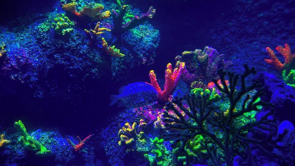 SEA LIFE Benalmádena Admission Ticket