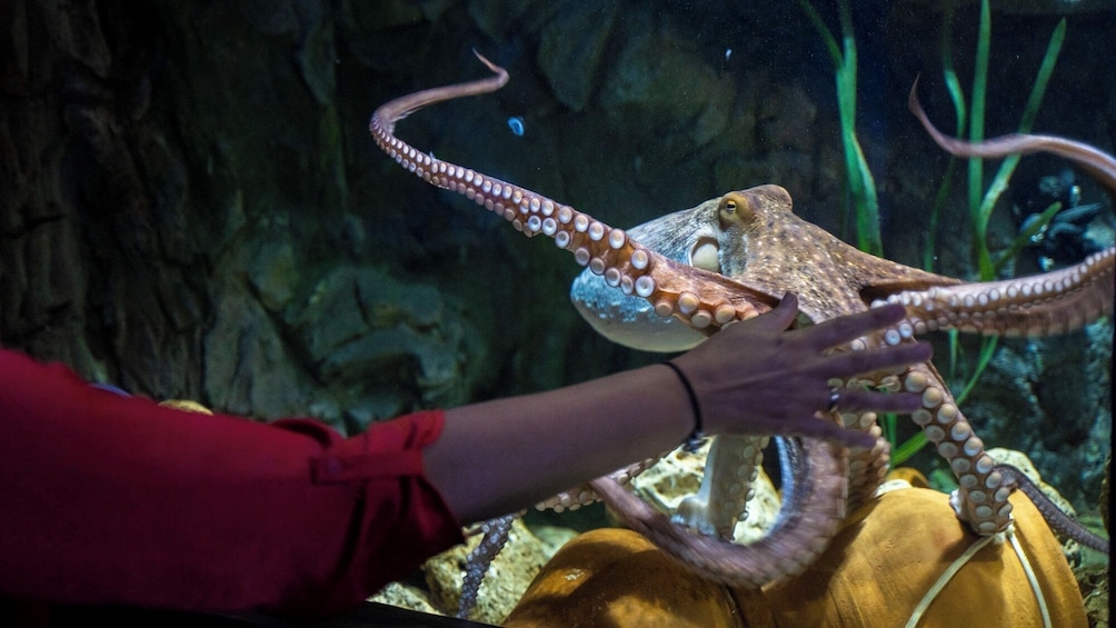 SEA LIFE Benalmádena Admission Ticket