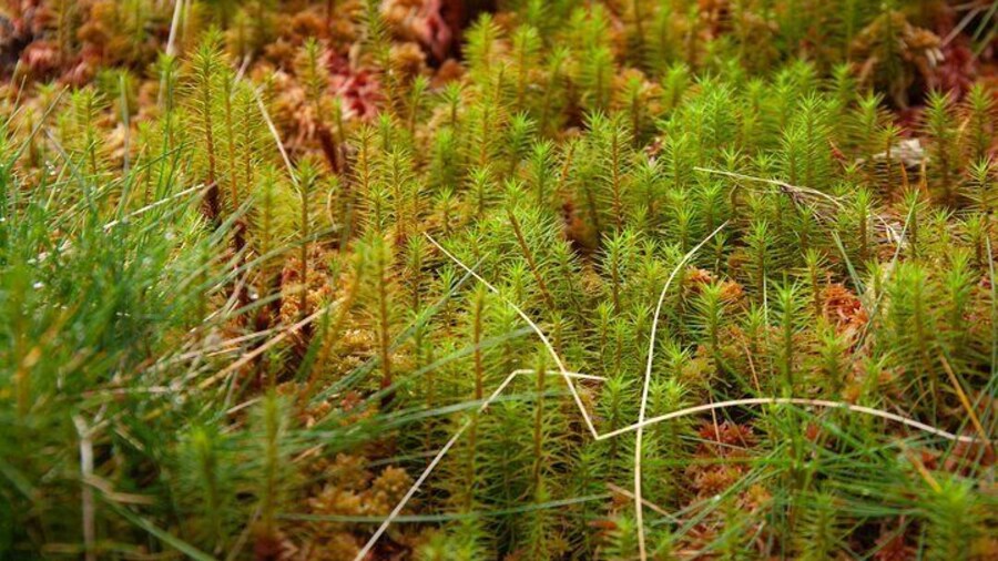 Nor DE this and Povoação-Full-day trip with lunch-miradouros