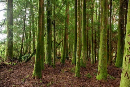 Tour privado de Sete Cidades - Grupo de hasta 8 personas (Oeste de São Migu...
