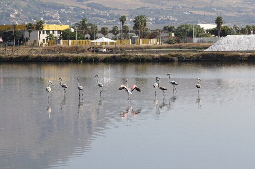 Birdwatching at Saline Maria Stella in Trapani