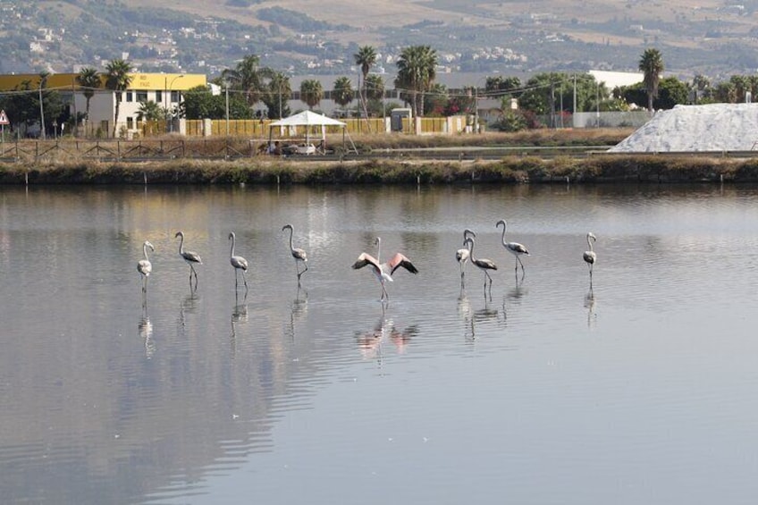 Birdwatching at Saline Maria Stella in Trapani