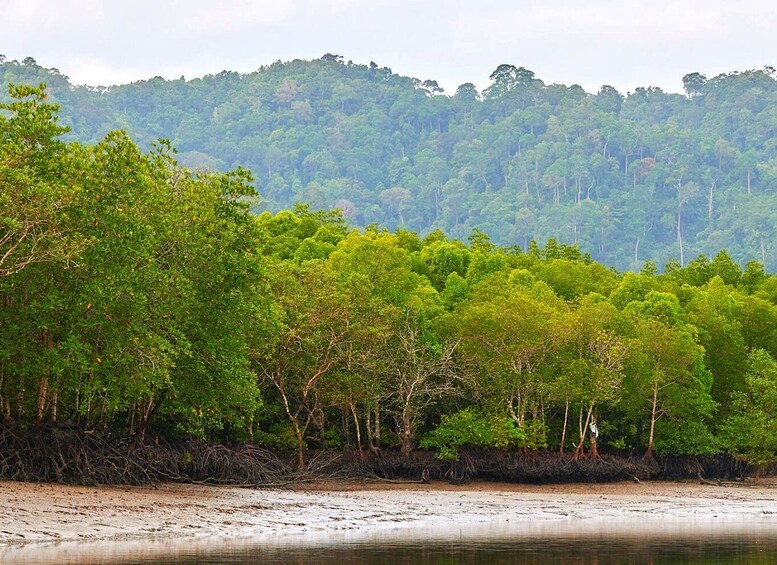 Picture 15 for Activity Ko Lanta: Mangrove Tour by Long Tail Boat