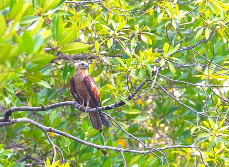 Picture 14 for Activity Ko Lanta: Mangrove Tour by Long Tail Boat