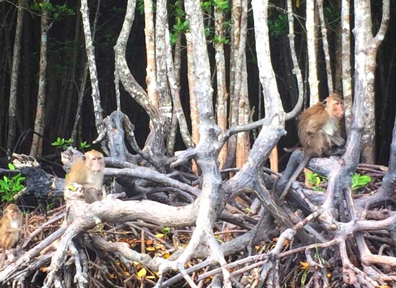 Picture 12 for Activity Ko Lanta: Mangrove Tour by Long Tail Boat