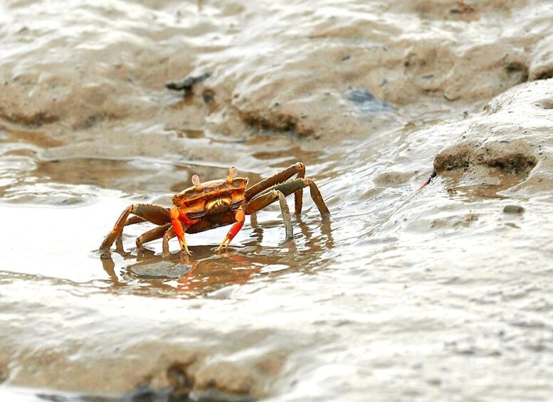 Picture 2 for Activity Ko Lanta: Mangrove Tour by Long Tail Boat