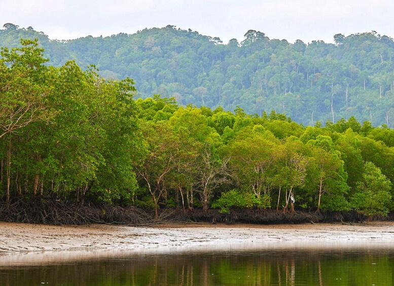 Picture 15 for Activity Ko Lanta: Mangrove Tour by Long Tail Boat