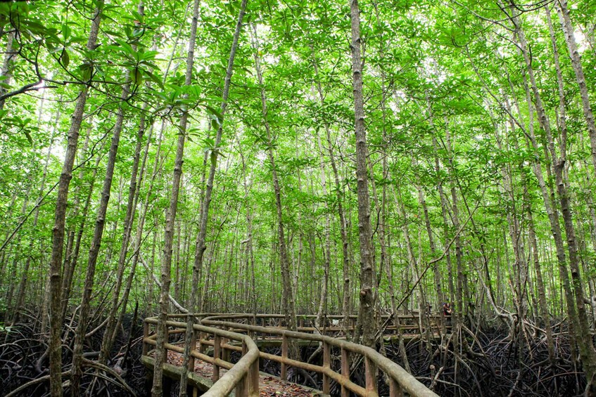 Picture 3 for Activity Ko Lanta: Mangrove Tour by Long Tail Boat