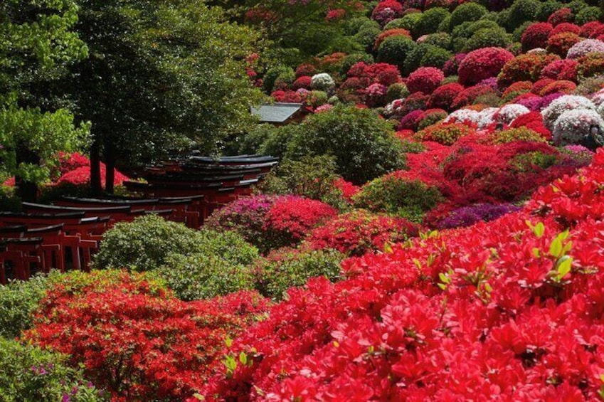 Yanaka and Ueno the Tokyo of Tradition