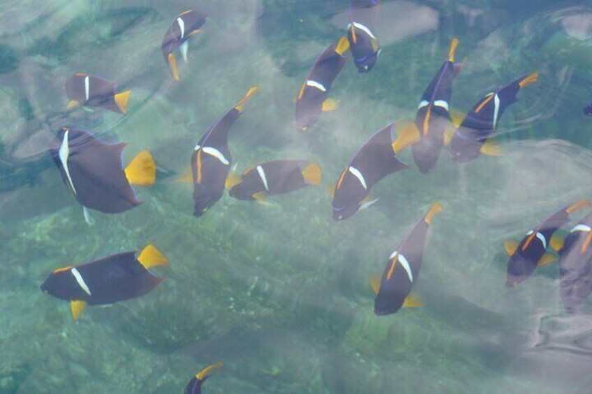 Visit Los Arcos de Mismaloya National Park