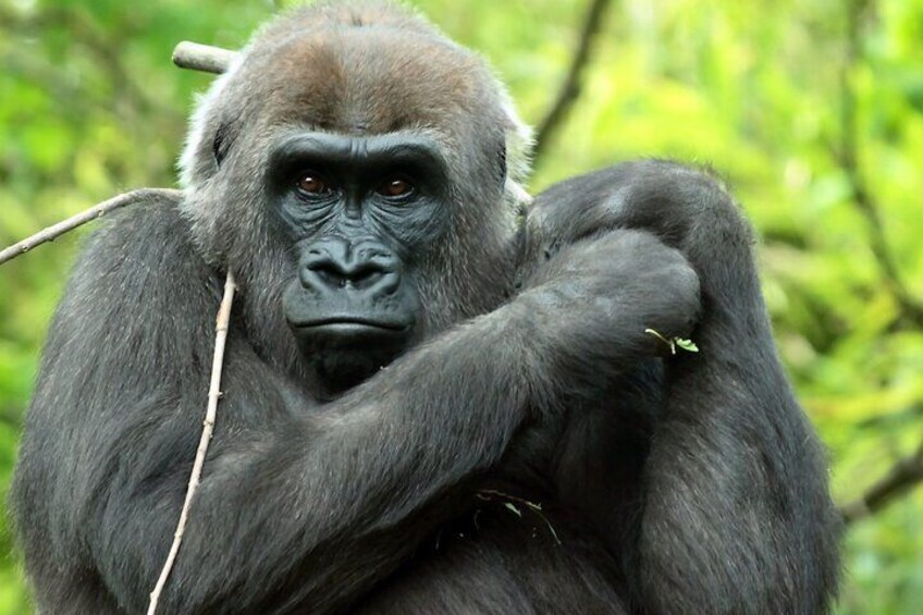 Ultimate Bronx Zoo Bus Tour Experience 
