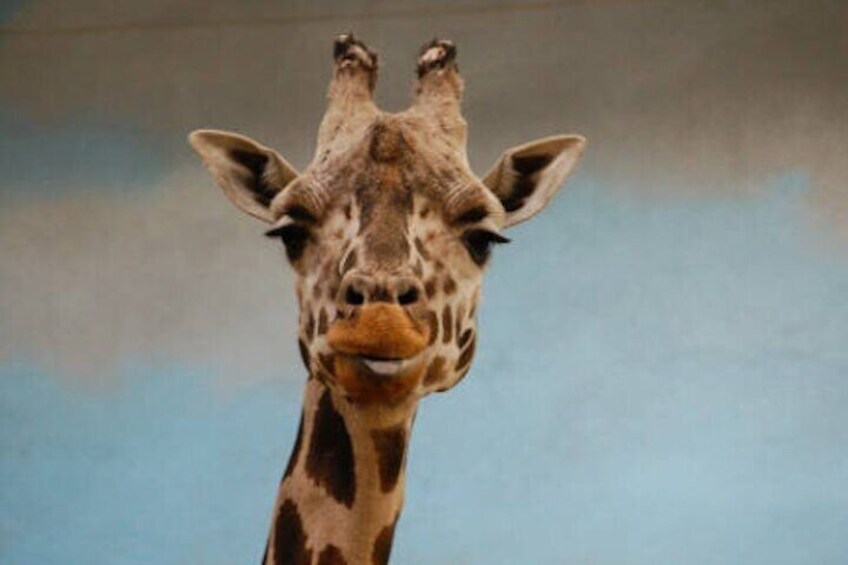 Ultimate Bronx Zoo Bus Tour Experience 