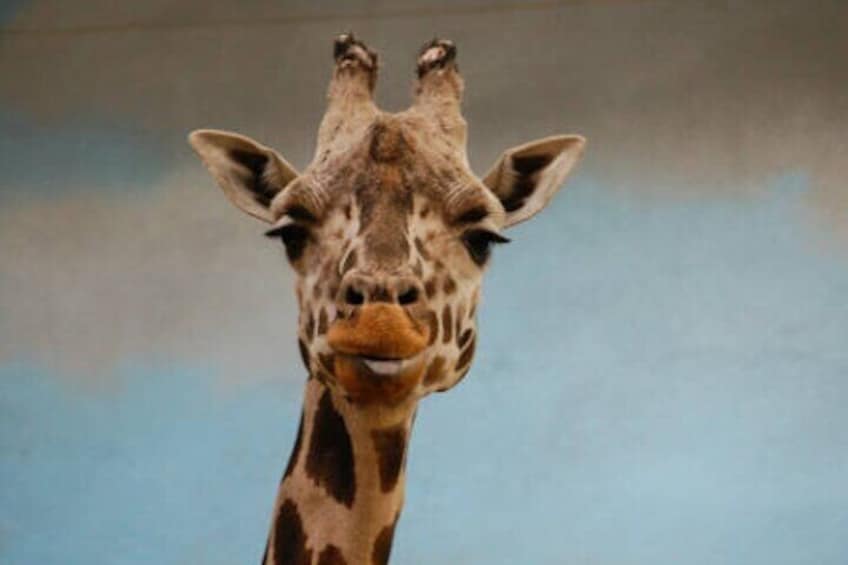 Ultimate Bronx Zoo Bus Tour Experience
