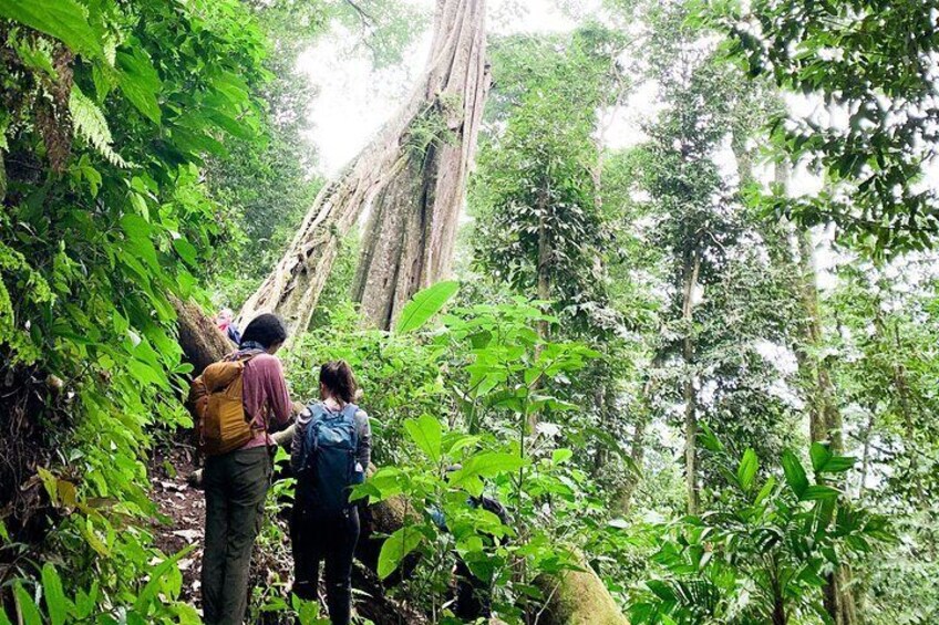 Cloud Forest and Hidden Waterfall Hike in Santiago Atitlan 