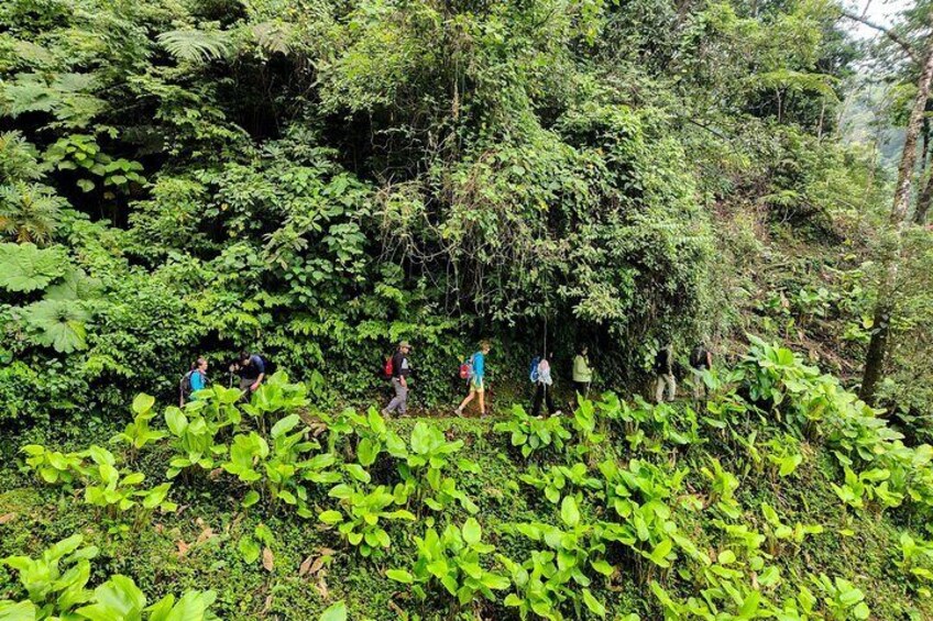 Cloud Forest and Hidden Waterfall Hike in Santiago Atitlan 