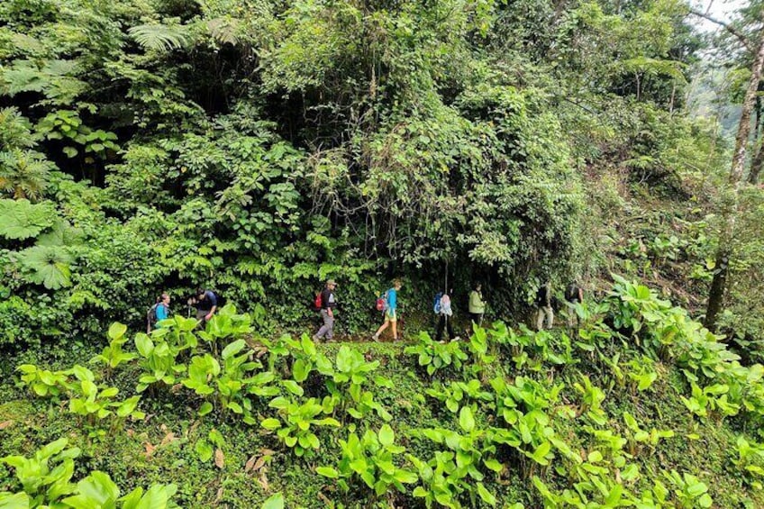 Cloud Forest and Hidden Waterfall Hike in Santiago Atitlan