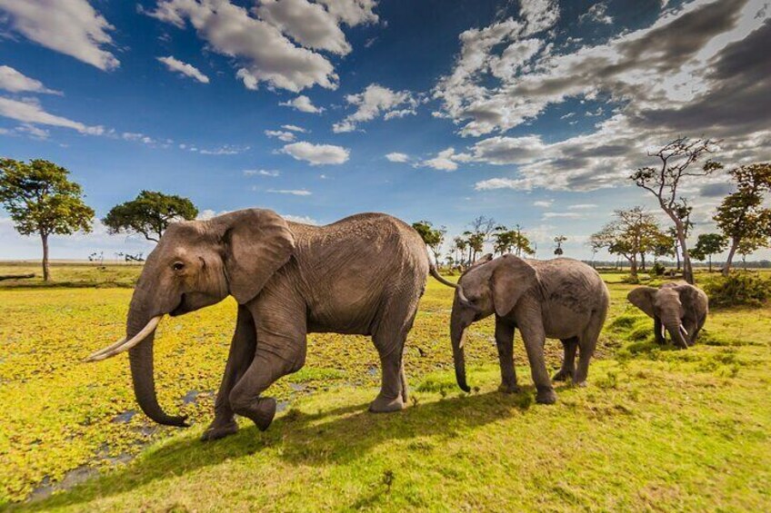  10 Days Explore Kenya Wildlife Luxury Safari