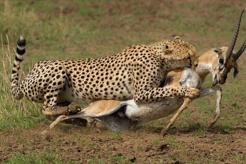 10 Days Explore Kenya Wildlife Luxury Safari