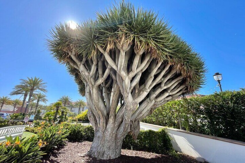 Beach and Shopping Tour in San Diego 