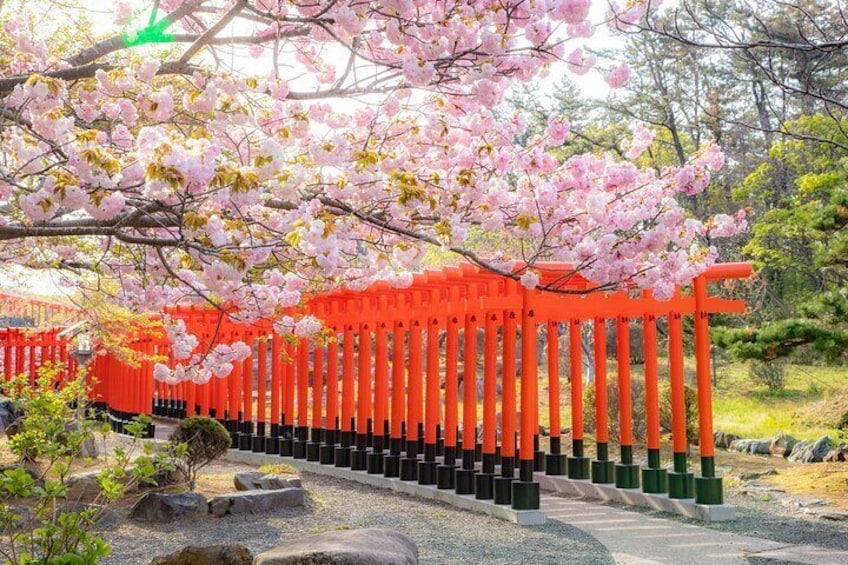 Takayama Inari Shrine in spring