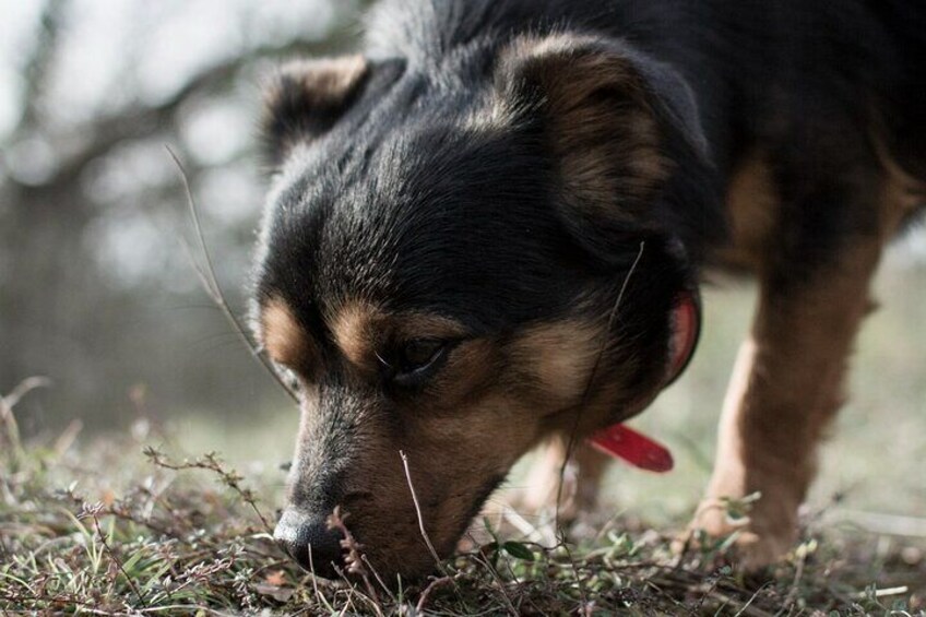 Truffle dog sniffing the ground