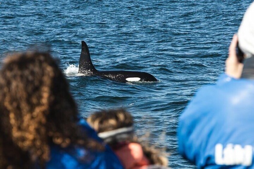 Killer whales watching + Snæfellsnes volcanic belt (Small group)