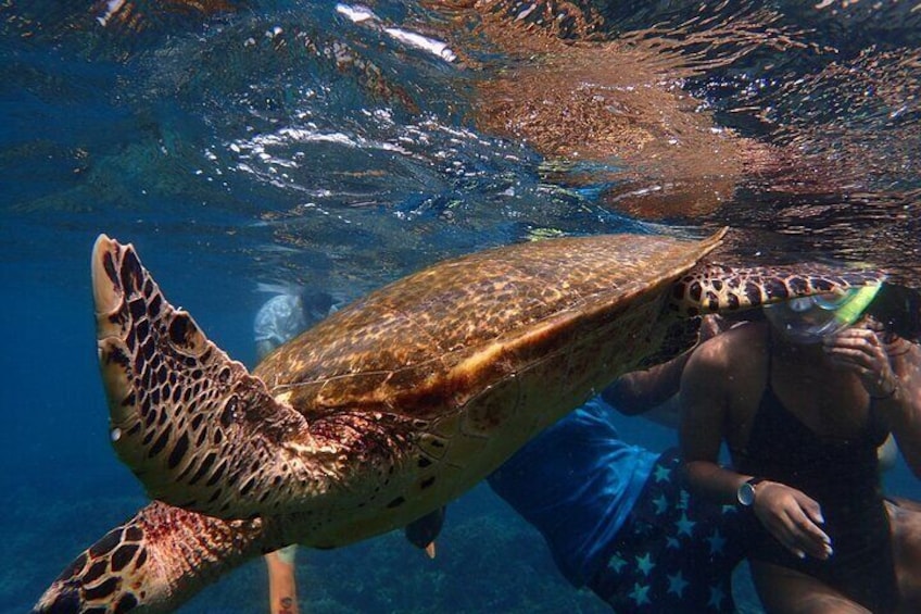 Pigeon Island Snorkeling Tour From Uppuveli Beach