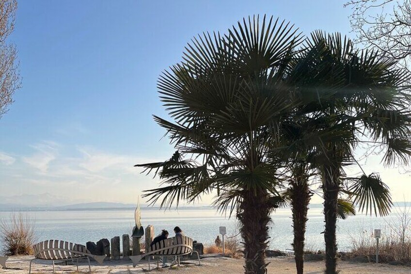 Palms