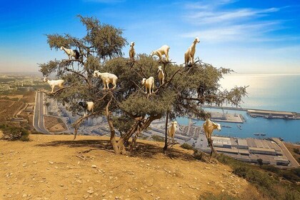 Excursión a las cabras en el árbol y la kasbah de Agadir Oufella