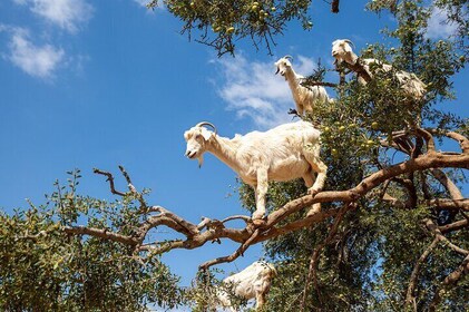 Goats on Trees and Agadir Kasbah Tour