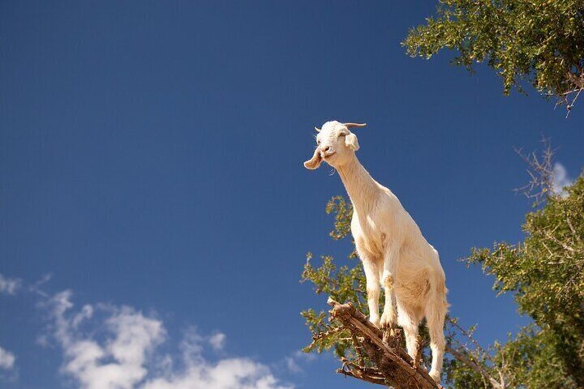 Goats on Trees and Agadir Kasbah Tour