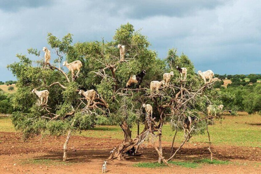 Goats on Trees and Agadir Kasbah Tour
