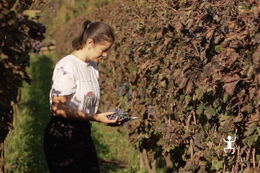 guided tour to discover the vineyards