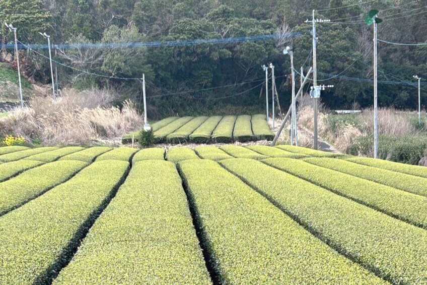 Private Day Tour in Kagoshima