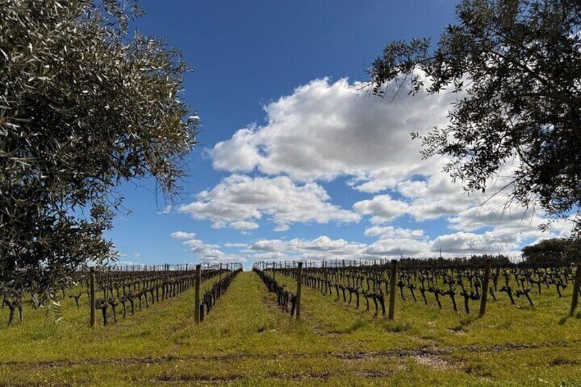 Évora Uncovered Private Tour of Cork Culture and Alentejo Wines