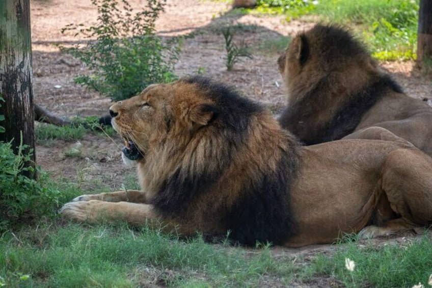 Dubai Safari Park Tickets